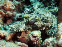 Crocodilefish or flathead fish,  He lays in wait for his dinner.  This one is sleeping, his eyes are closed. Solomon